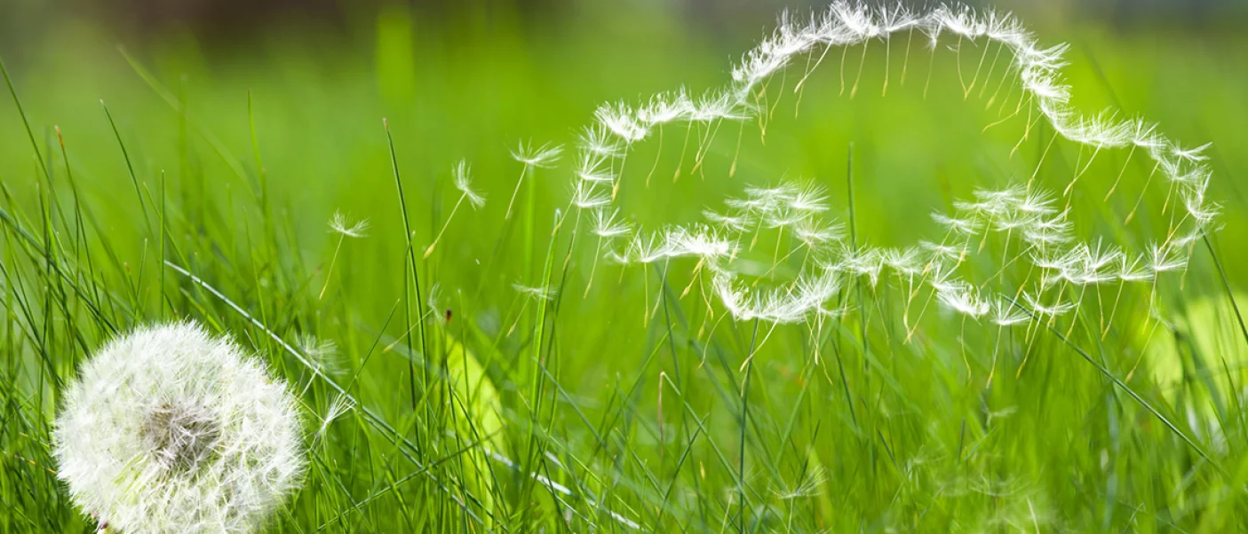Pusteblume